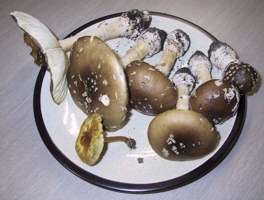 Amanita_pantherina