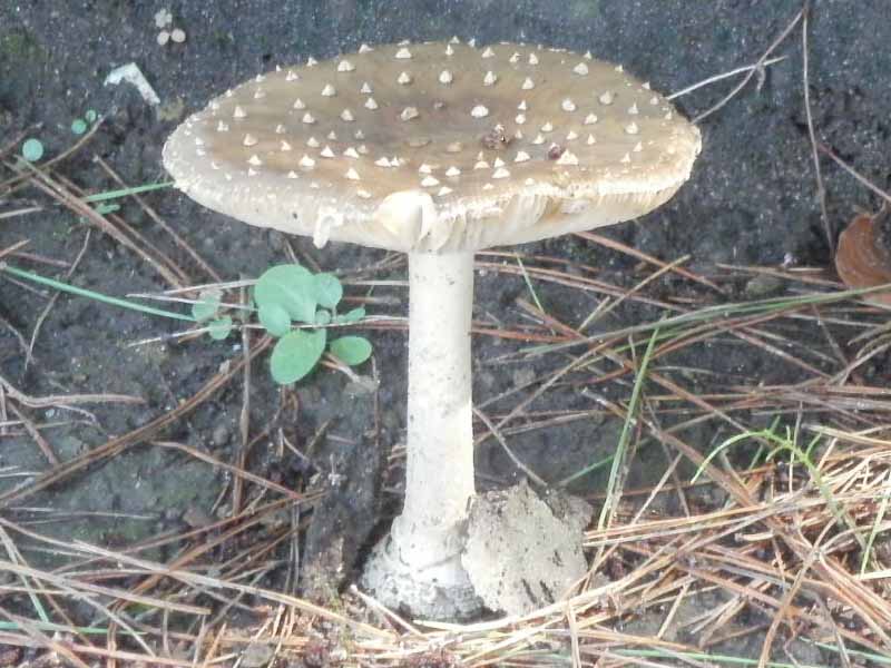 Amanita_pantherina