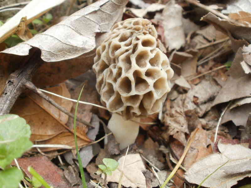 Morel