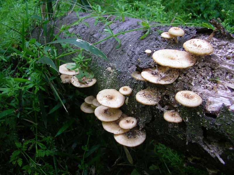 Polyporus arcularius