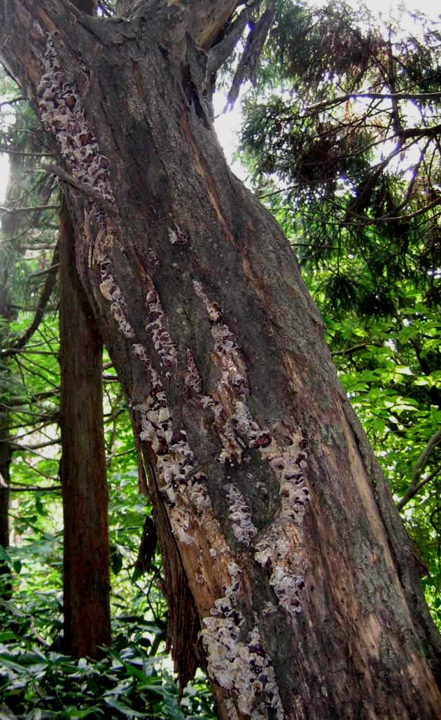 Auricularia_sp