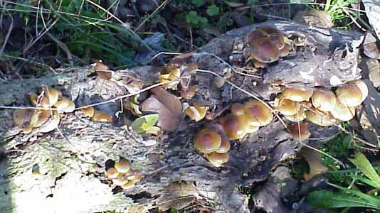 Flammulina_velutipes