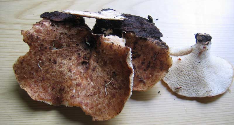 Polyporus alveolaris