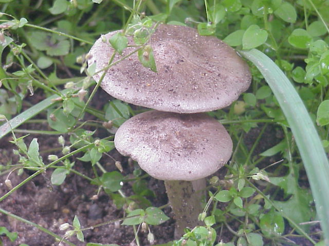 Entoloma_clypeatum