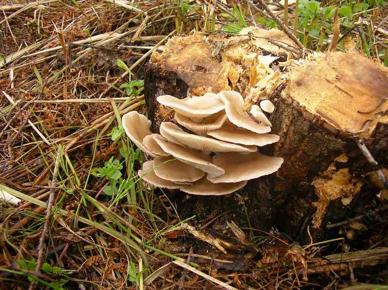 Pleurotus_pulmonarius