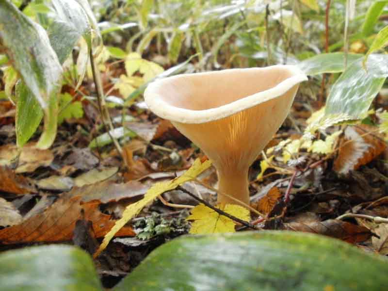 Common Funnel