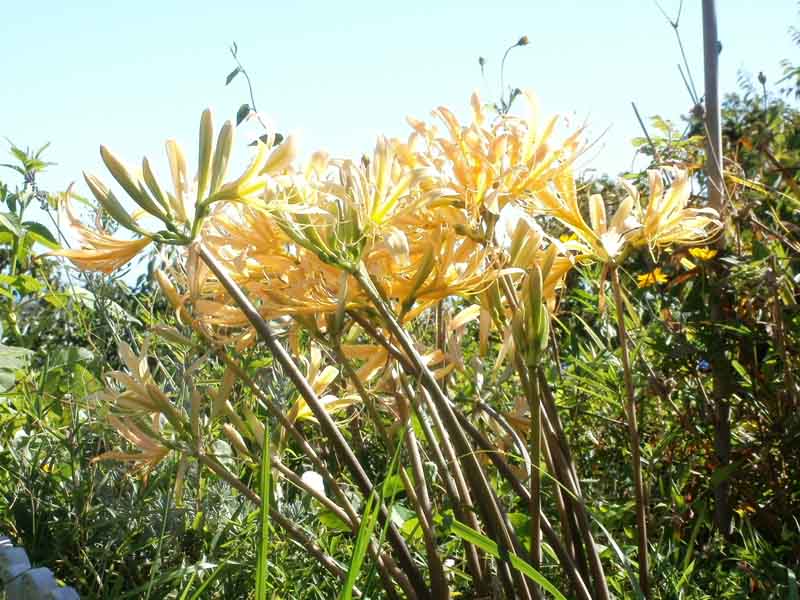 Yellow Spider Lily