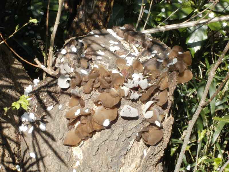 Auricularia_sp