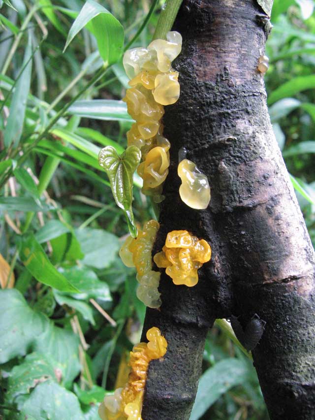 Tremella mesenterica