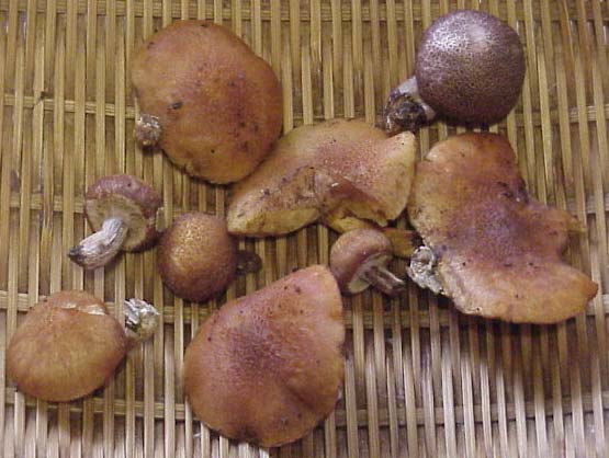 Gymnopilus_aeruginosus