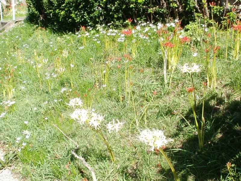 White Spider Lily