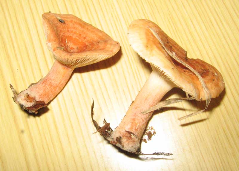 Lactarius violascens