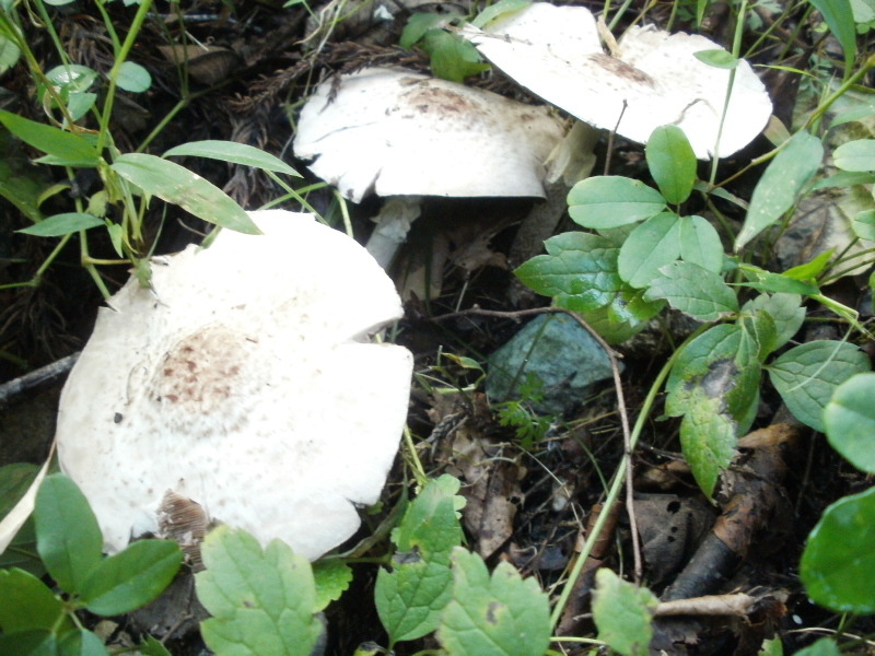 Wine-Colored Agaricus